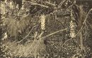 Felled Branches 03